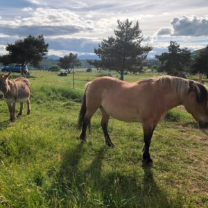 Bivouac chevaux, Boubou l'âne et Choupette la jument