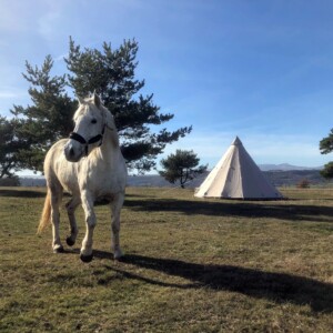 Bivouac chevaux, le tipi en formule "glamping" avec notre jument Brindis en premier plan