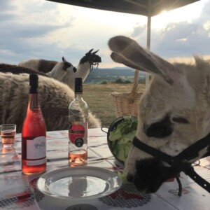 Les lamas s'invitent à l'heure de l'apéro