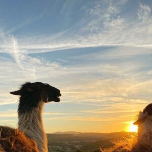 Bivouac lamas, les lamas Lamacumba et Lamacarena regardent le coucher de soleil sur le Puy de Gourdon