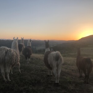 Bivouac lamas, les lamas regardent le coucher de soleil sur le Puy de Gourdon