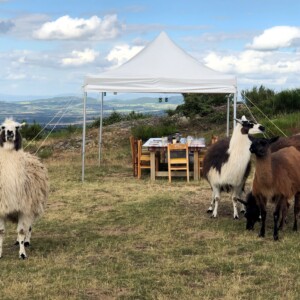 Bivouac lamas, les lamas vous attendent pour passer à table