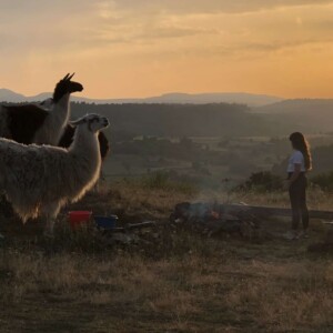 Bivouac lamas, moment paisible au coucher de soleil avec des marshmallow