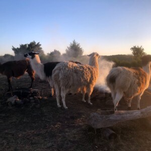 Bivouac lamas, des lamas fumés pour le dîner :-)