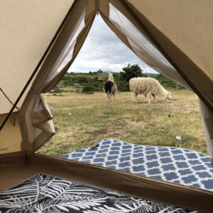 Bivouac lamas, les lamas peuvent être parmi vous au réveil !