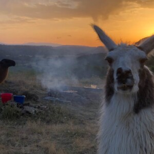 Bivouac lamas, Lamabar surveille le photographe pendant que Lamarron surveille le barbecue