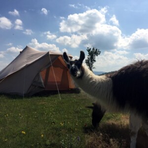 Bivouac lamas, les tondeuses la-mac culloch en action