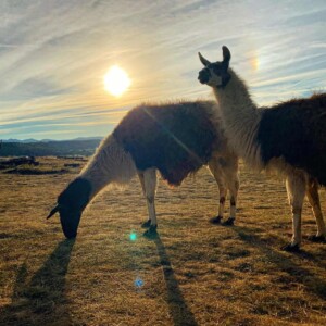 Bivouac lamas, les lamas Lamacumba et Lamacarena grignotent en fin d'après-midi