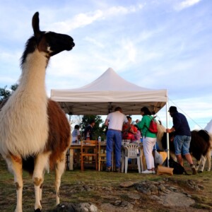Bivouac lamas, c'est l'heure du lam'apéro !