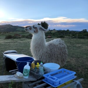 Bivouac lamas, Lamaline lama-chine à laver la vaisselle