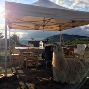 Bivouac lamas, les lamas vous invitent à l'apéro soyez à l'heure !