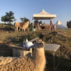 Bivouac lamas, les lamas partagent l'apéro sous la tonnelle pendant que Lamaline attend la vaisselle