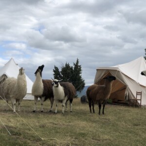 Bivouac lamas, les lamas se chamaillent au milieu des tentes