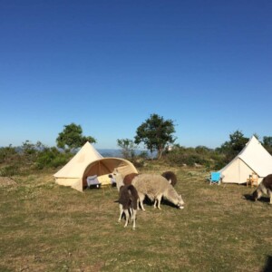 Bivouac lamas, les lamas se promènent entre les tentes