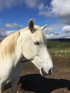 Brindis, né en 2011 Brindis la jument