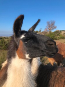 Lamacumba, fille de Lamarron et mère de Lamacarena Lamacumba la lama, fille de Lamarron et mère de Lamacarena
