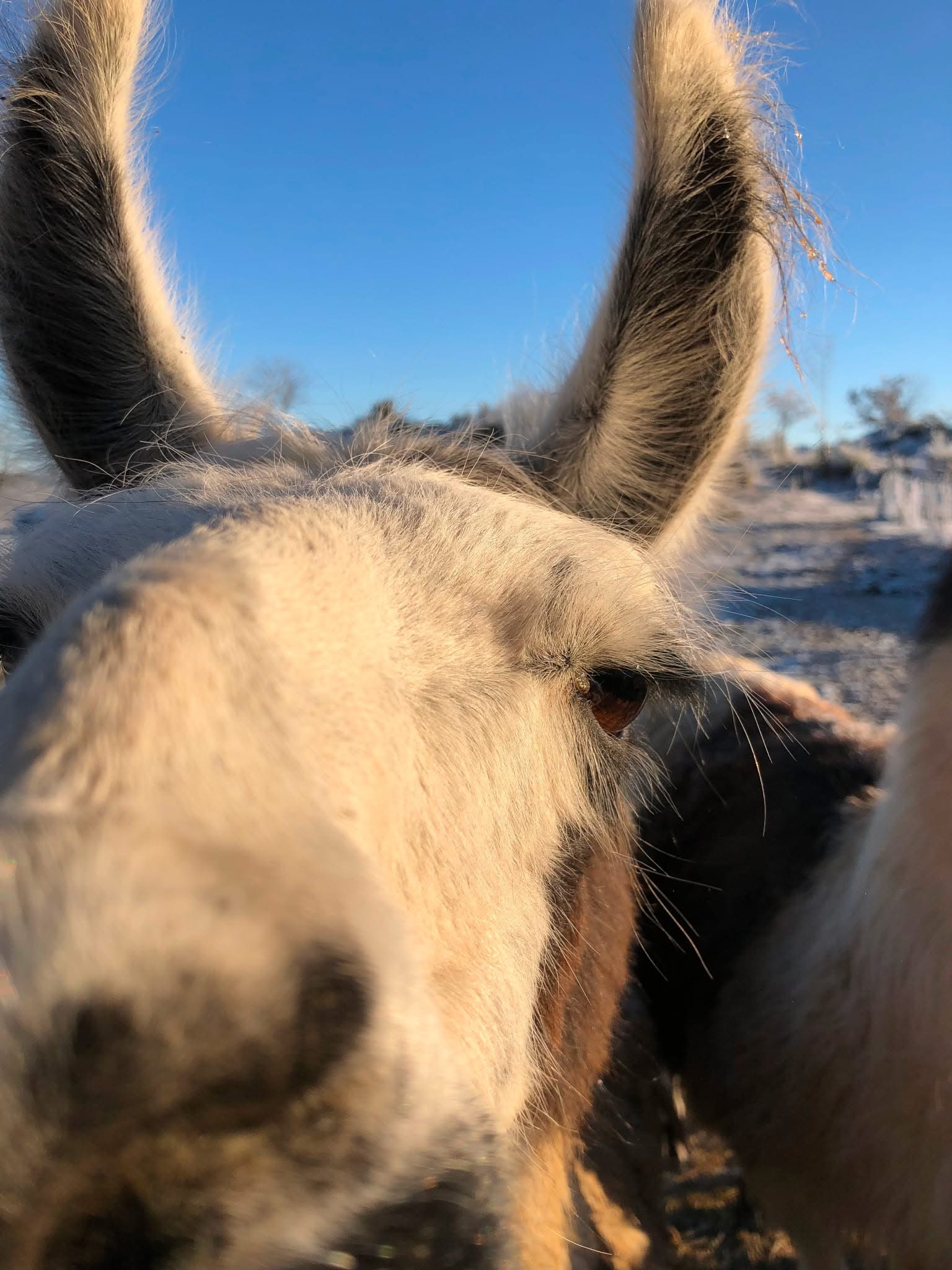 Les réservations sont ouvertes à super Besse pour l’hiver ! Le gîte sera bientôt en…