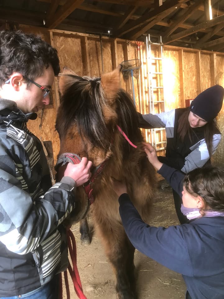 Aujourd’hui c’était Veterinaire dentiste Une petite anesthésie pour les tranquilliser car c’est leur première fois…